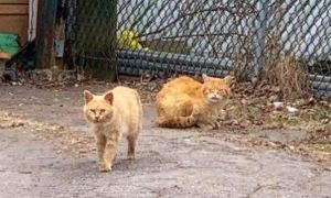 两只流浪猫出现在废弃农场，最终组成了另一个橘猫家庭