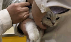 猫是不是必须要打疫苗