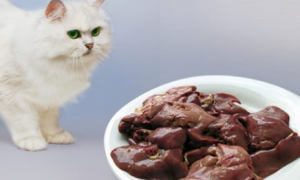 猫能吃猪肝吗