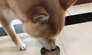 猫罐头可以给狗狗吃吗