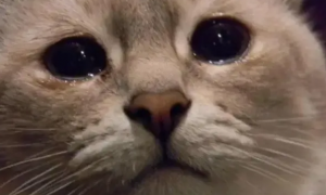 猫咪突然一只眼睛流眼泪睁不开是怎么回事