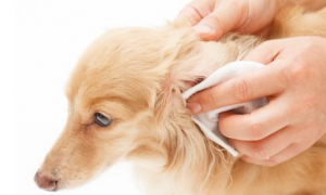 狗狗耳炎治疗需要多少钱
