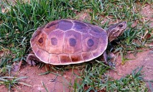 缅甸孔雀龟可以深水养吗