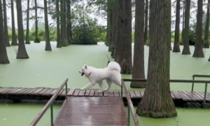 萨摩耶误把湖面当成了草地，一脚踩空掉了进去！狗：白毛浮绿水啊