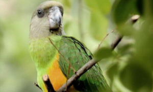 塞内加尔鹦鹉怎么分辨雌雄