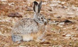 埃塞俄比亚野兔多久可以生兔子