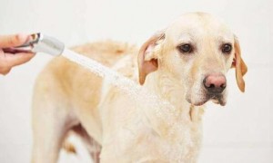 狗狗体内驱虫可以洗澡吗