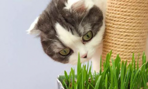 没有猫草的喵生是不完美的，教你如何种植一片猫草！