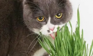 猫草可以吃吗