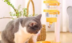 猫咪喂食器怎么做