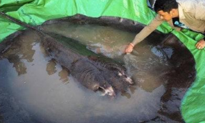 柬埔寨村民捕获全球最大淡水鱼：重300公斤