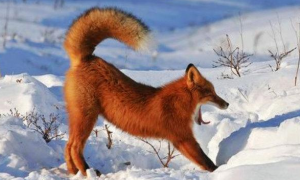 赤狐·113体貌特征