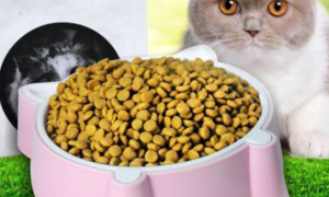 10大猫粮排行榜