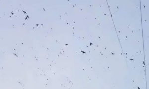四川绵竹上空出现大量蝙蝠，密密麻麻一大片，会是地震的前兆吗？