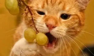 猫能吃葡萄吗