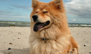 欧亚大陆犬的性格外貌特征