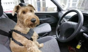 有开车带宠物狗摄像头拍吗
