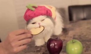 猫咪喜欢吃什么水果
