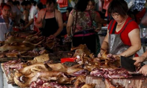 越南每年吃掉400万只，中国吃货为何不爱猫肉？