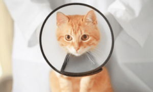 猫咪外伤感染化脓用什么药最好