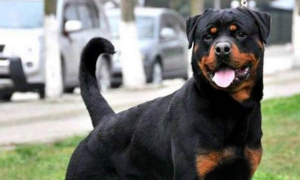 世界上最贵的狗前十名排行榜