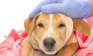 狗狗生殖感染吃的消炎药有哪些