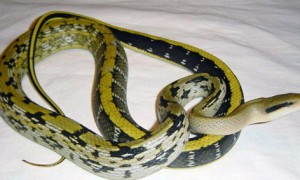 黑眉锦蛇是国家几级保护动物