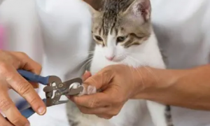 猫怎么剪指甲