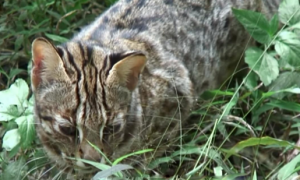 深圳一市民捡到“怪猫”，长有豹子的斑纹，眼神看起来十分凶狠