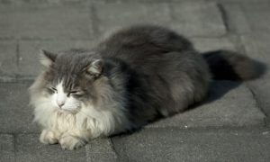 挪威森林猫能长多大