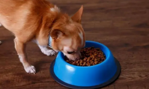 狗狗能吃什么零食