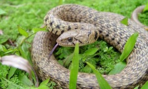 滑鼠蛇是国家几级保护动物