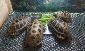 缅甸陆龟腐皮怎么治