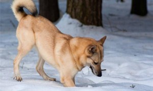 芬兰猎犬如何训练