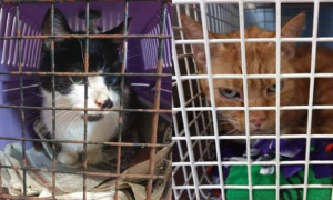 老人意外住院，15只猫咪被困房内一个月，开门后眼前景象让人心惊