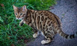 云南临沧小黑江边境检查站查获国家二级保护动物豹猫