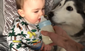 主人给宝宝喂奶，二哈没得喝后却生气了
