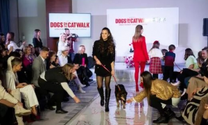 匈牙利布达佩斯举办狗狗时装秀，给流浪狗一个家