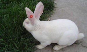 日本大耳白兔生病了怎么治疗