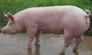 大约克猪最大能养多少斤