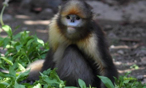 黔金丝猴是保护动物吗