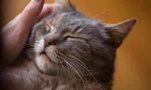 如何从叫声中了解猫的情绪 发出呼噜声代表什么