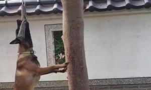狗狗吊在树旁不停扭动，网友误以为主人虐狗！明明是有趣的游戏