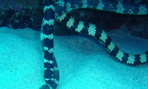 钩吻海蛇能养出感情吗