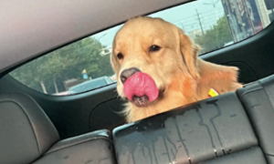 狗狗看到主人在车上吃东西，它的口水全流到了座位上，有多馋啊！
