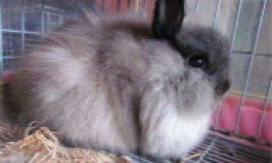 美国费斯垂耳兔几个月能繁殖