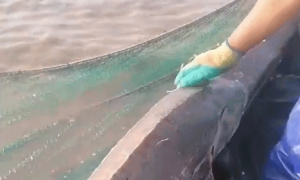 渔民捕获一条 50 多公斤野生中华鲟终放生