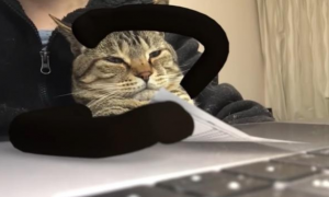 猫咪打瞌睡被恶搞成大老板，厌世样子像极我平时上班！