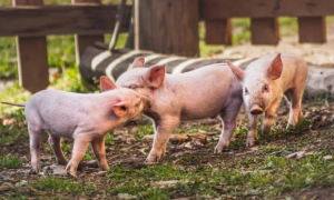 专家：今明两年生猪养殖整体处于微利甚至阶段性小幅亏损状态