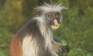 普氏红疣猴可以当宠物养吗